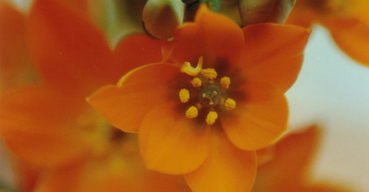 Ornithogalum dubium